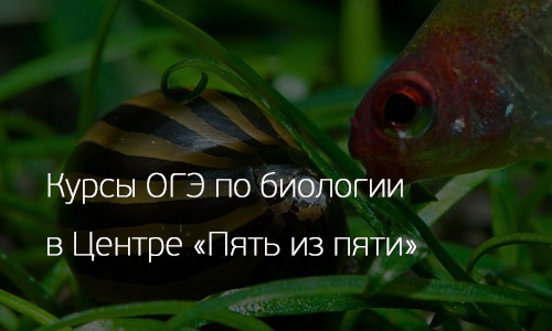 Курсы подготовки к ОГЭ по биологии в Санкт-Петербурге